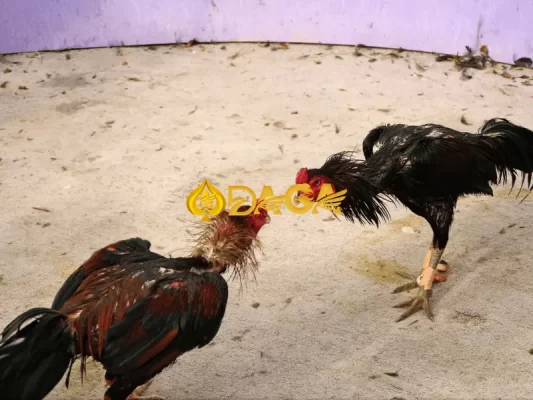 Kết luận: Sảnh đá gà SV388 - Điểm đến hoàn hảo cho người yêu thích đá gà trực tuyến